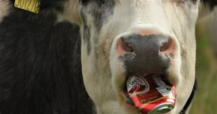 Can cows drink beer?
