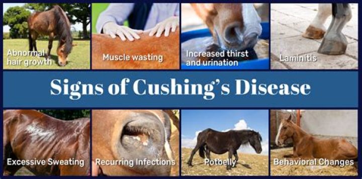 Can Cushings be cured in horses?