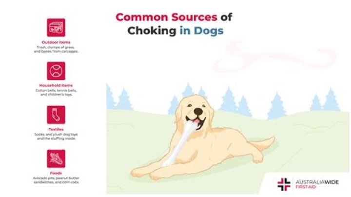Can dogs choke?