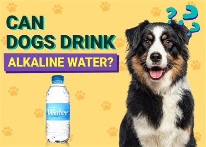Can dogs drink mineral water?