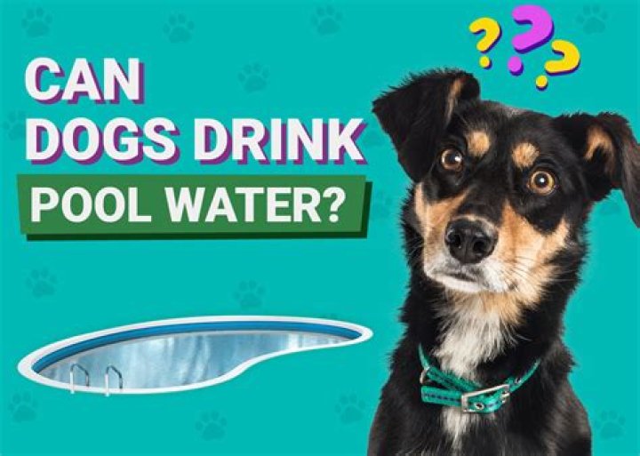 Can dogs drink sink water?