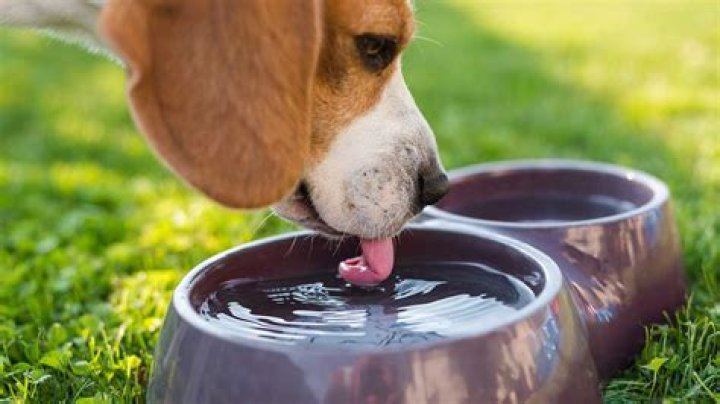 Can dogs drink water with lead?