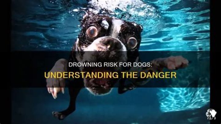 Can dogs drown?