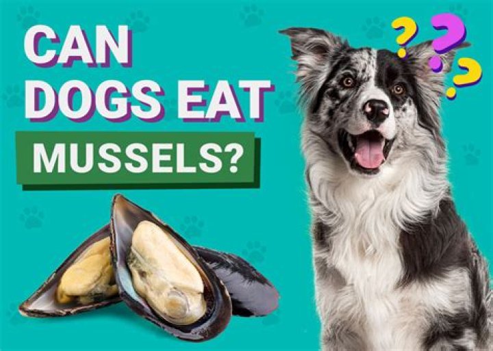 Can dogs pick up negative energy?