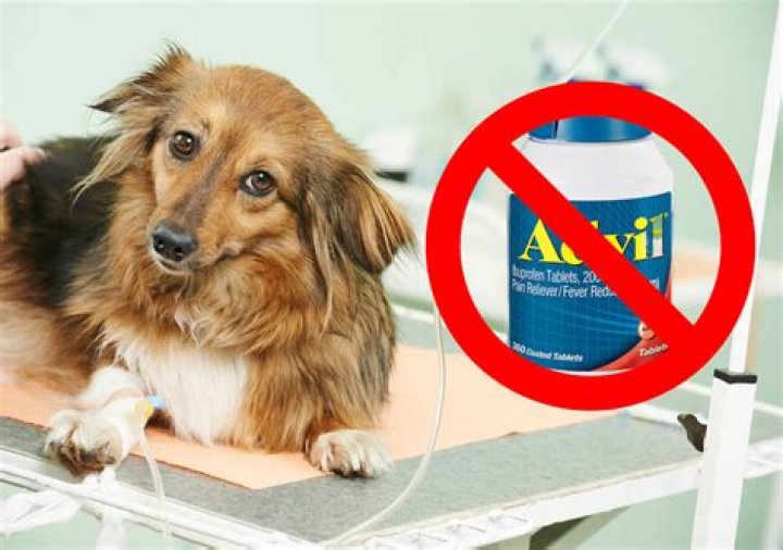 Can dogs take ibuprofen?