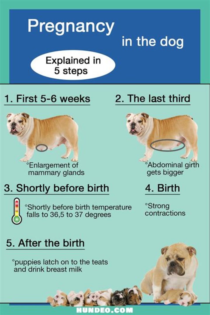 Can dogs tell you're pregnant?