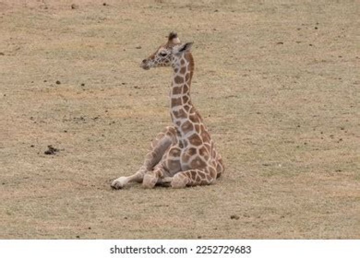 Can giraffe sit?