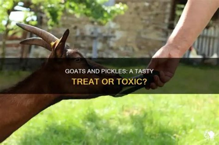 Can goats eat pickles?