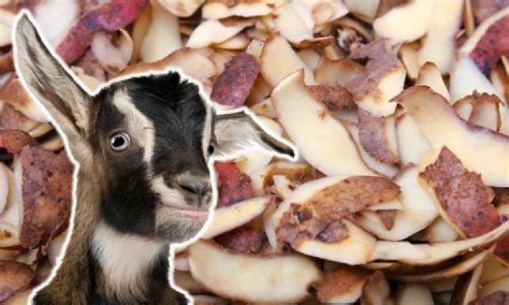 Can goats eat potato peels?