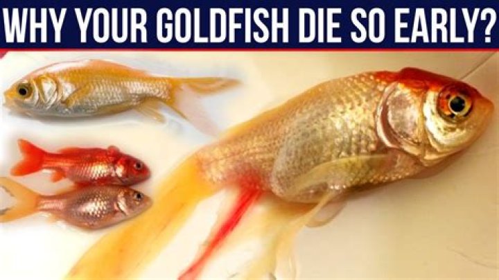 Can goldfish hear you talk?