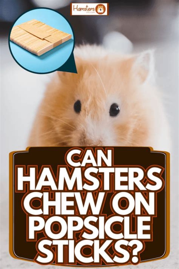 Can hamsters chew on Popsicle sticks?
