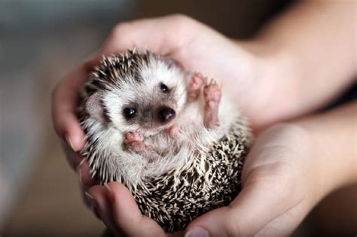 Can hedgehogs have milk?