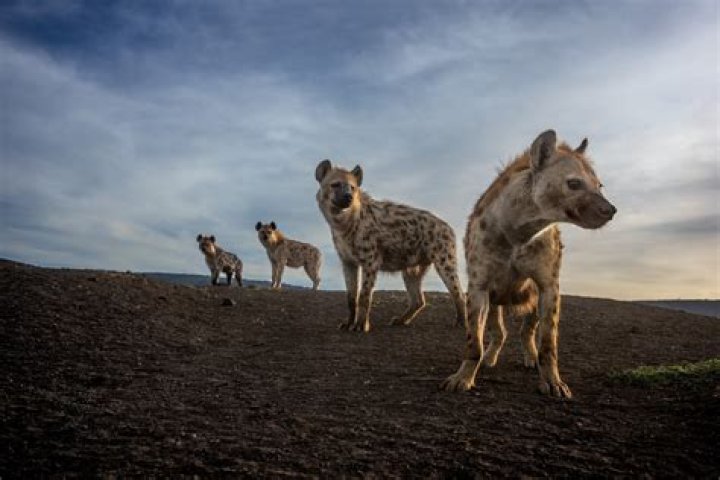Can hyena change gender?