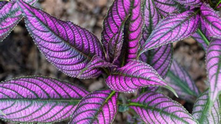 Can I boil lavender leaves?