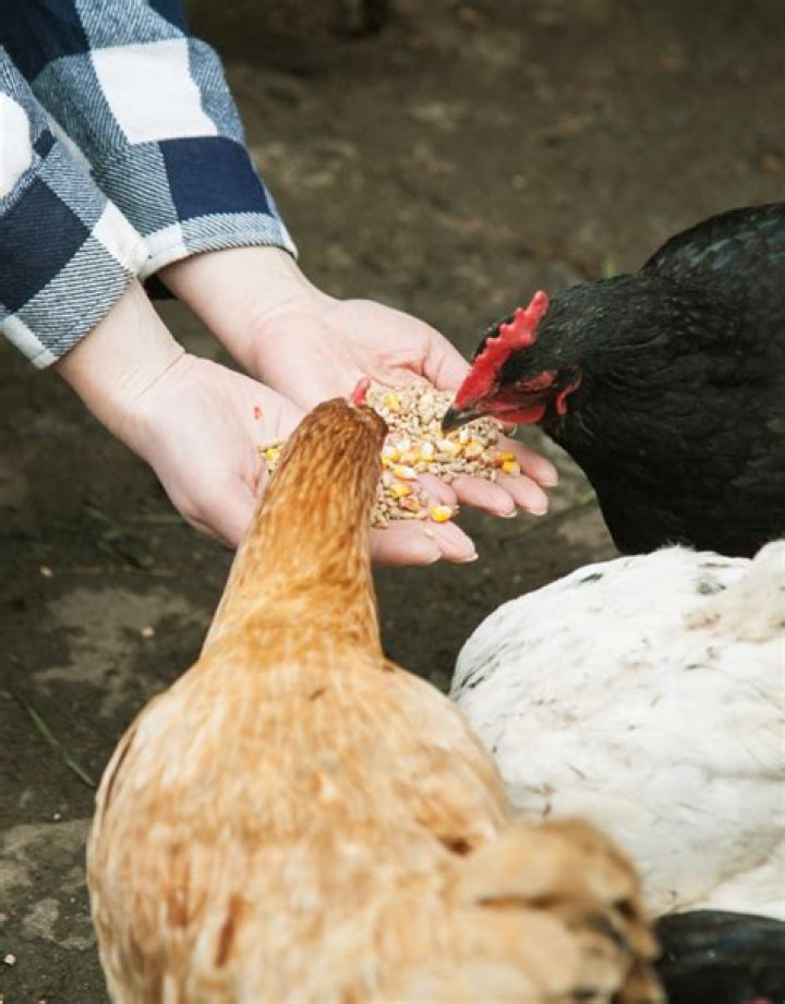 Can I feed my chickens bacon grease?