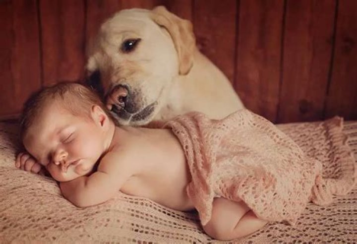 Can I pet my dog while sleeping?