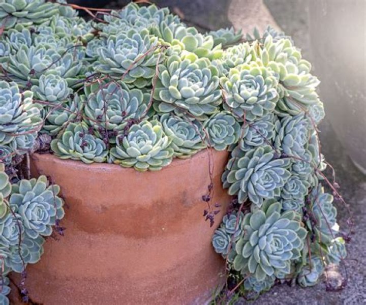 Can I plant succulents in the ground?