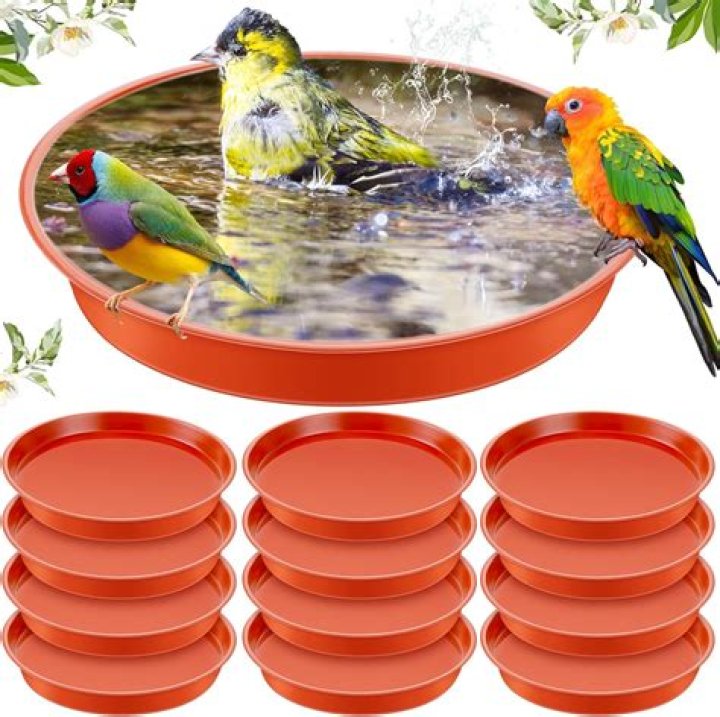 Can I put water in a bowl for birds?