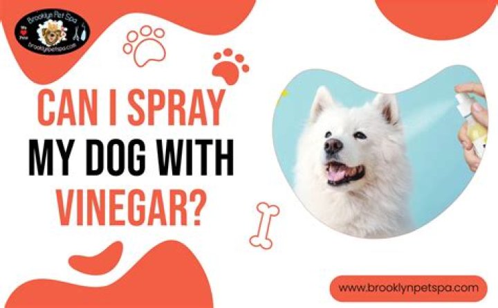 Can I spray my dog with white vinegar and water?