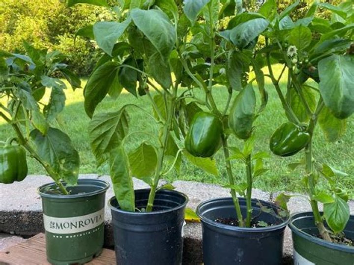 Can I spray pepper water on plants?