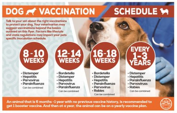 Can I take rabies vaccine after 4 days?