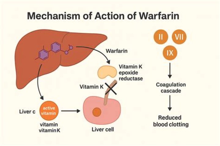 Can I take zinc while on warfarin?