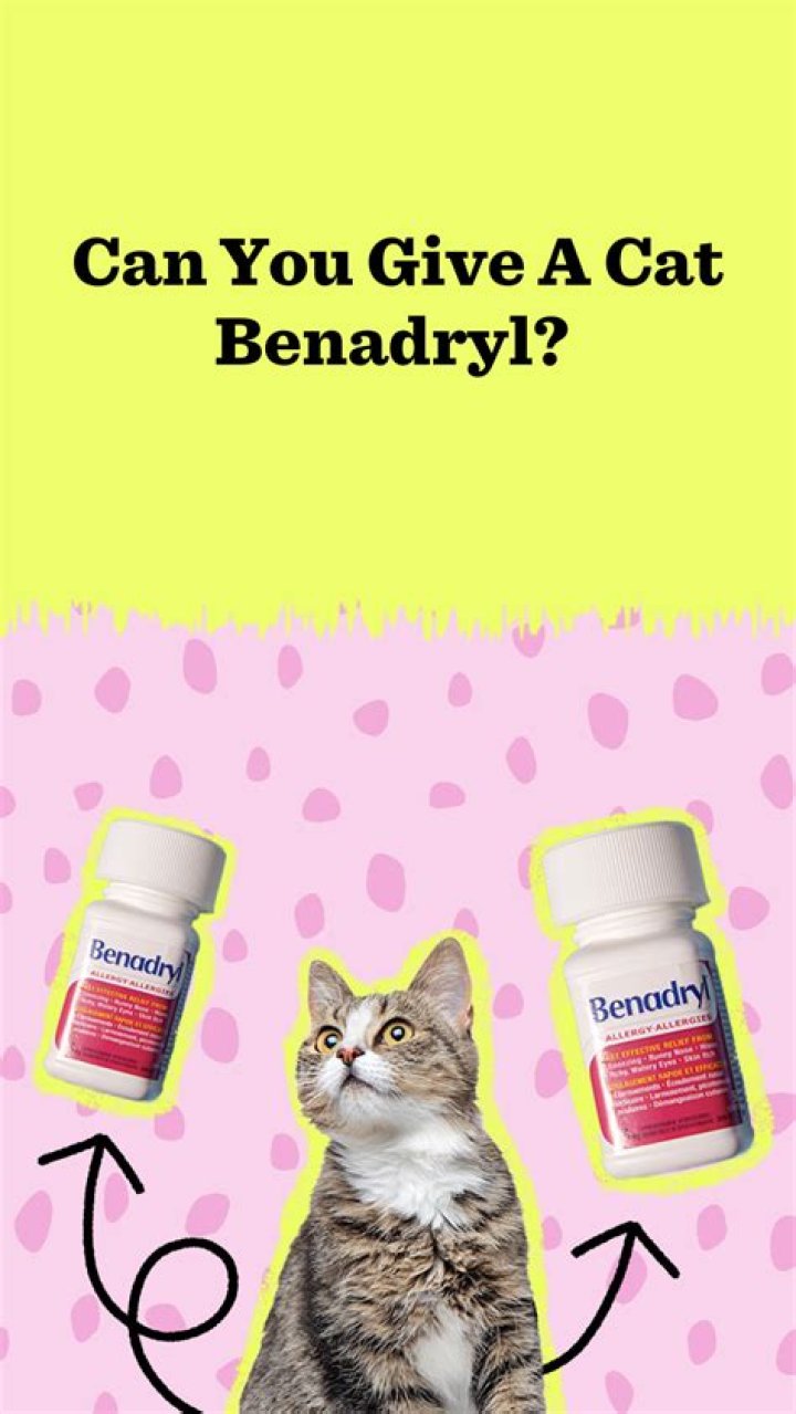 Can I use Benadryl cream on my cat?