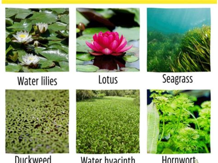 Can I water plants with pasta water?