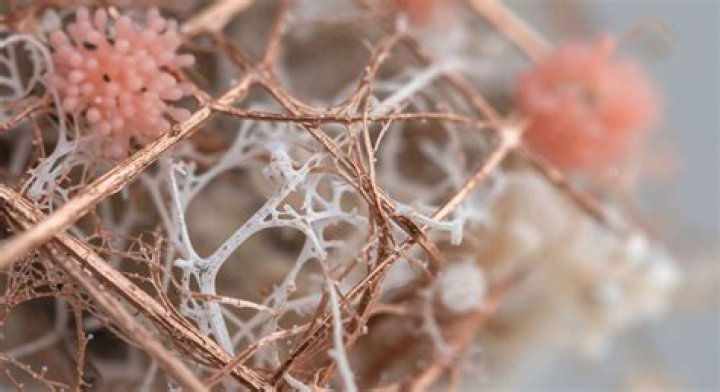 Can K-wires be left in?