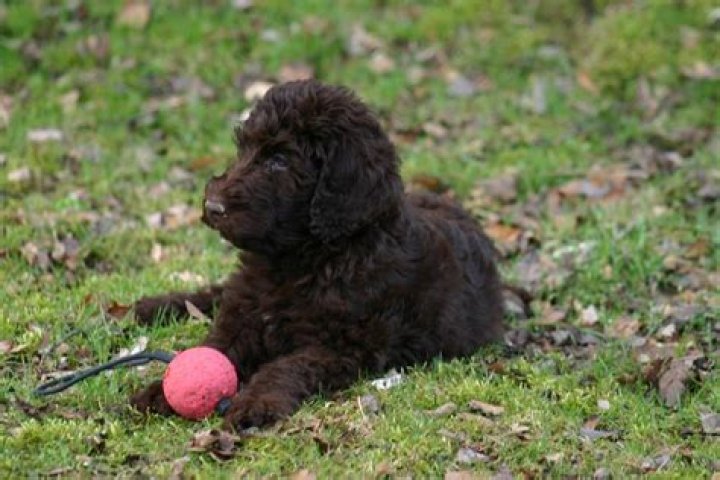 Can Labradoodles be aggressive?