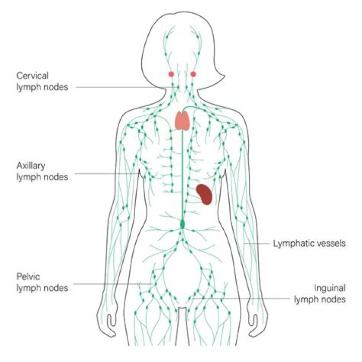 Can lymph nodes be fatty?