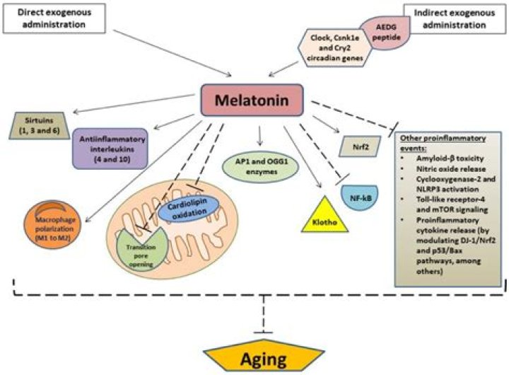Can melatonin prevent dementia?