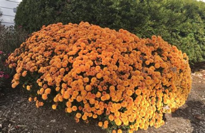 Can mums bloom twice a year?