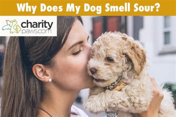Can my dog smell COVID?