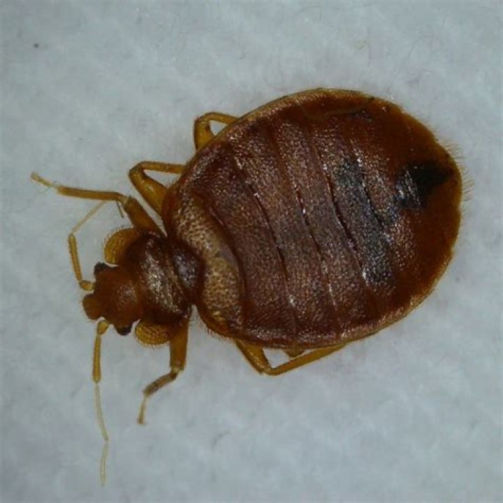 Can Pee cause bed bugs?