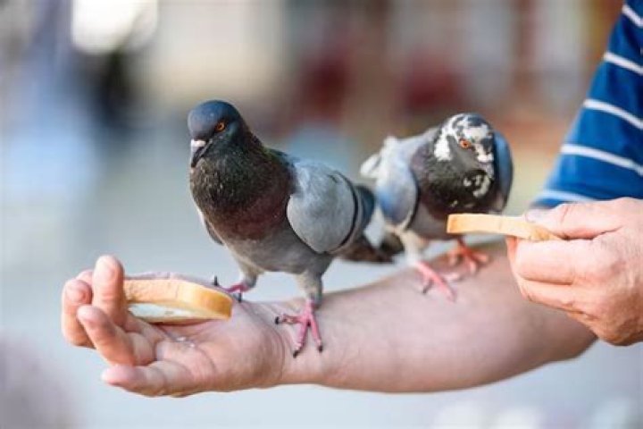 Can pigeons eat chicken?