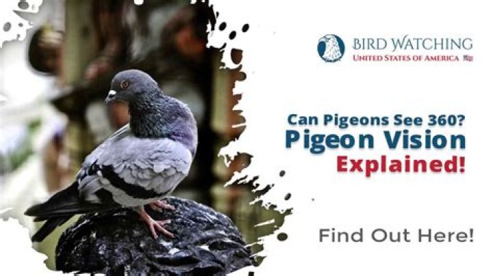 Can pigeons see 360?