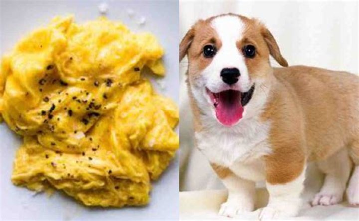 Can puppies eat scrambled eggs?