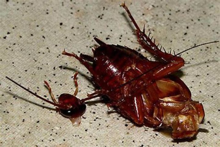 Can roaches live without their heads?