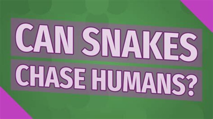 Can snakes chase humans?