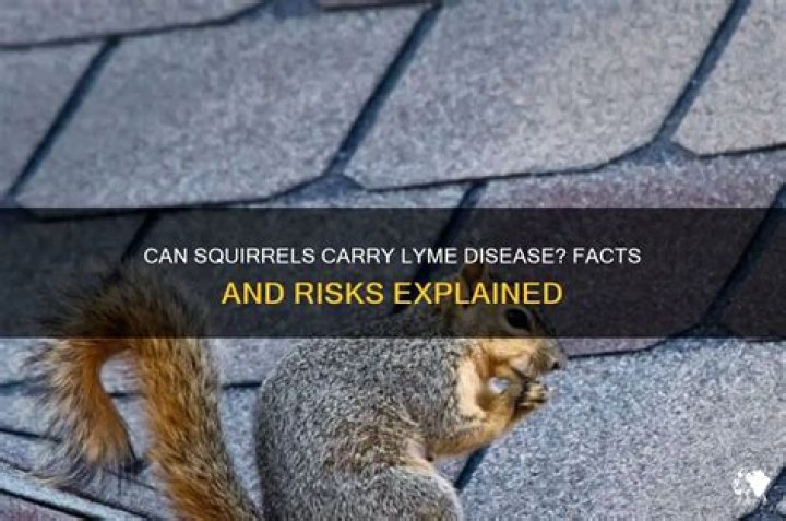 Can squirrels carry Lyme disease?