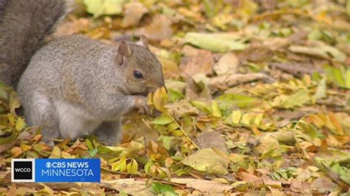 Can squirrels find their way back?