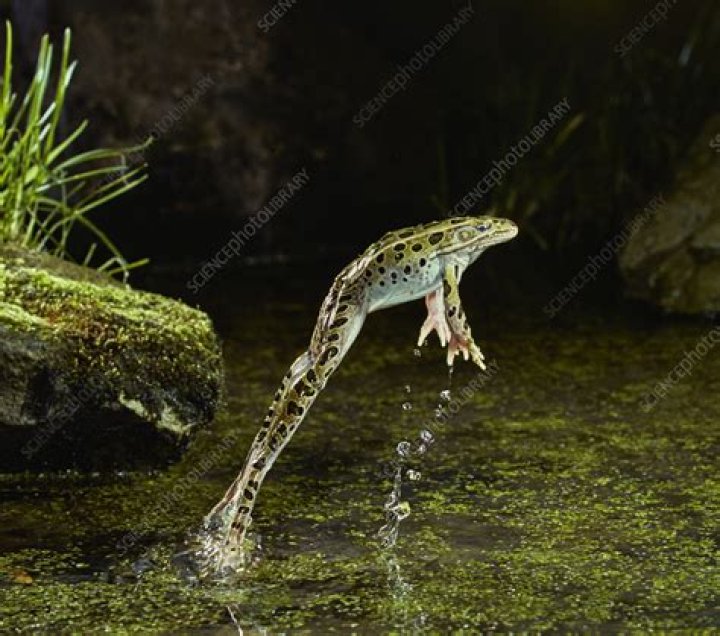 Can stingray jump out of water?