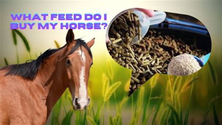 Can u feed a horse too much grain?