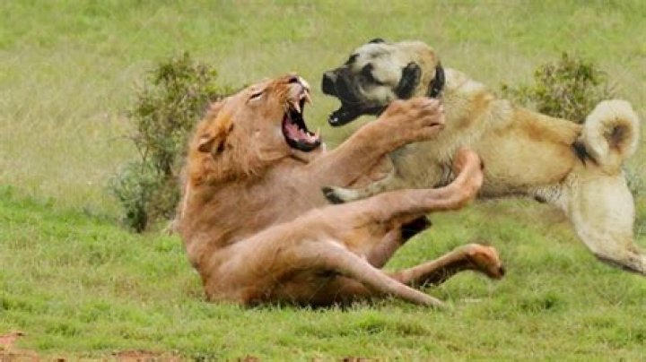 Can wild dog fight lion?