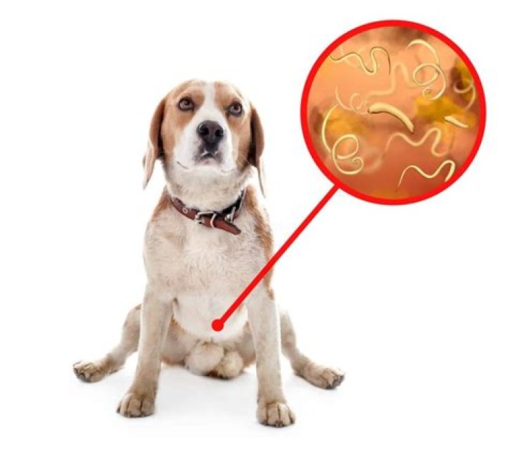 Can worms crawl out of my puppy?