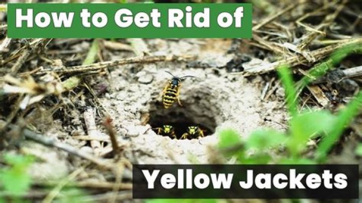 Can yellow jackets see at night?