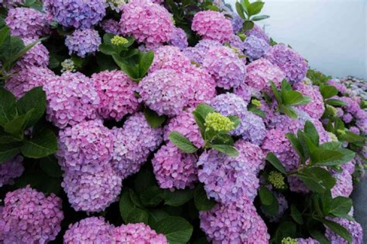Can you bury a hydrangea?