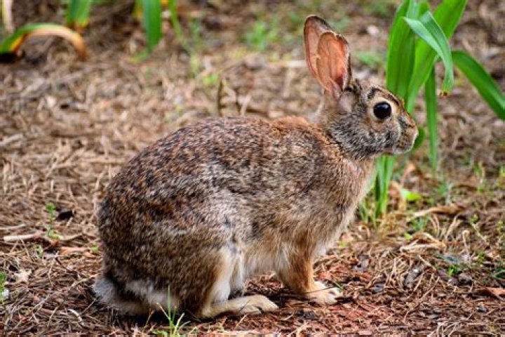 Can you buy a wild rabbit?