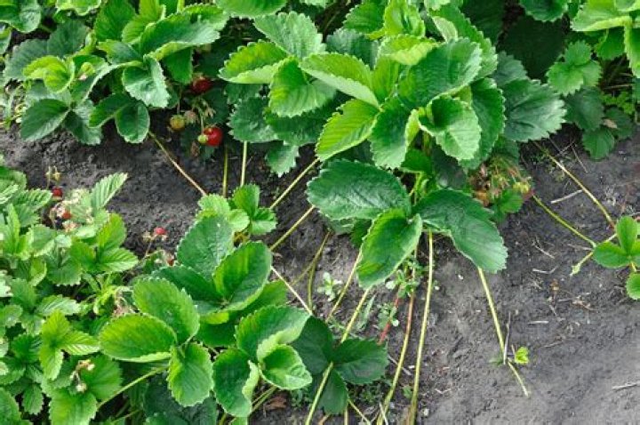 Can you dig up strawberry plants and replant them?